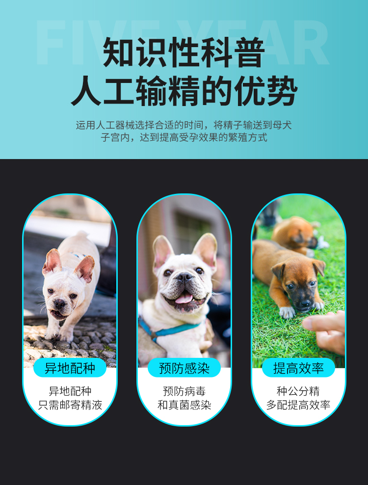 犬用一次性输精管宠物狗犬舍一次性人工授精配种器犬注射10ml注射器50