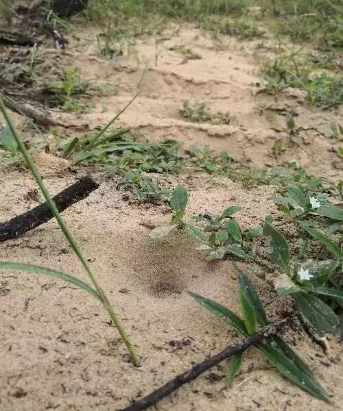 有仁堂 沙底生活后倒行地牯牛蚁狮沙牛倒退虫金沙牛 活体昆虫中药材