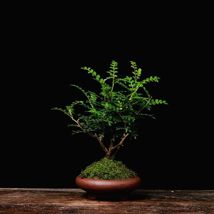 清香胡椒木绿植5年大苗四季长青会发出清香的植物清香木防蚊虫驱三年