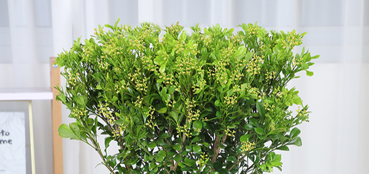 米兰花盆栽室内花卉绿植开花独杆盆景z6米兰3年苗2盆高约2025厘米含盆