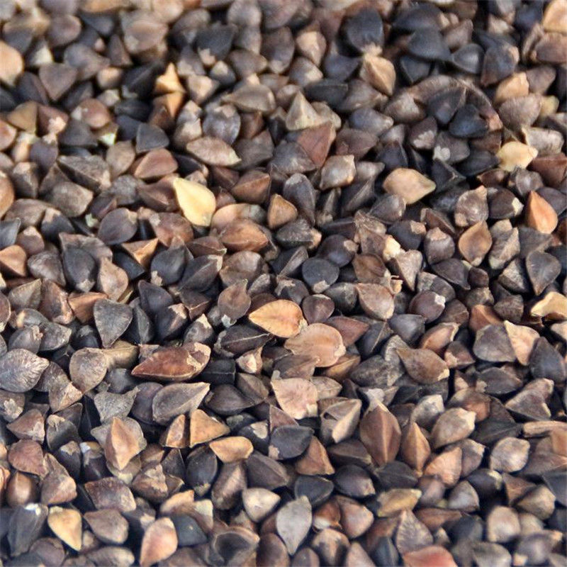 磐阙 上新优质甜 黑 苦荞四季种植芽菜苗新品 黑荞麦种子半斤