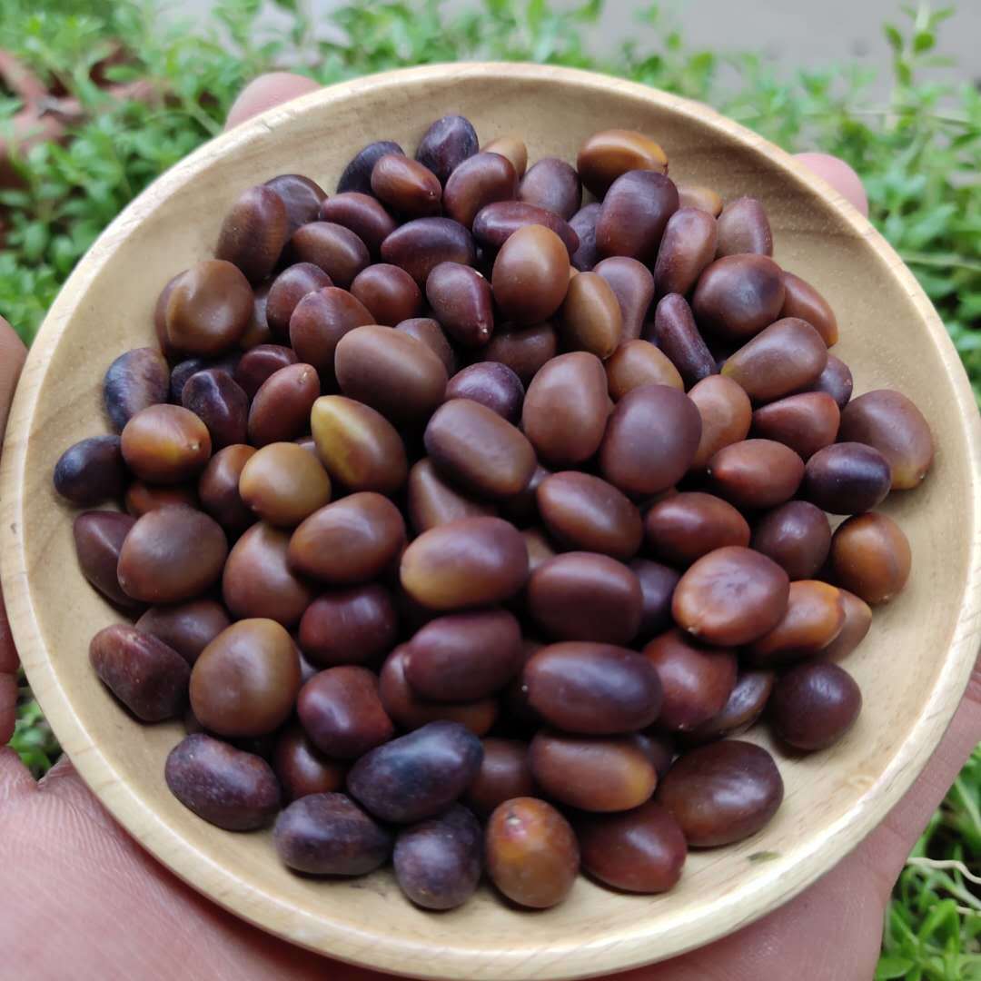伟博皂角籽 中材皂角子 100 皂角种子 皂荚子 新货 无虫眼 正/品/皂角