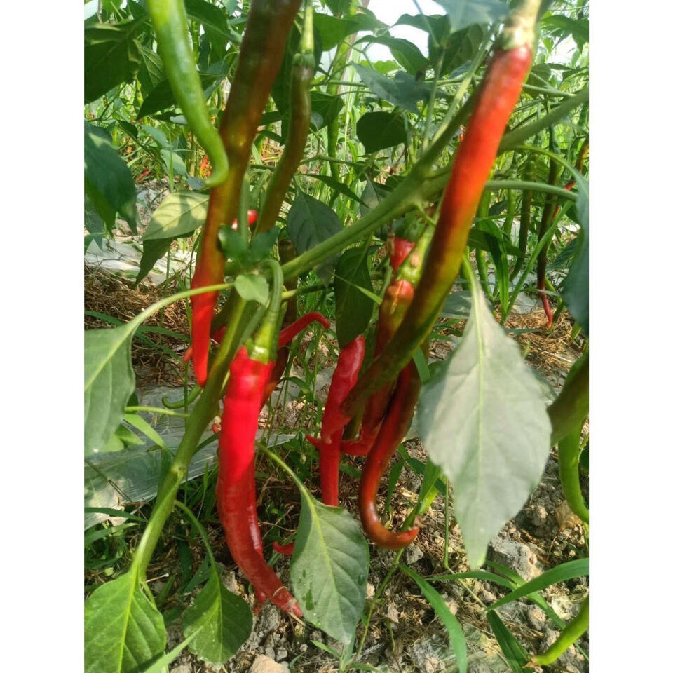 四川二荆条特辣辣椒红辣椒农家自种时令新鲜蔬菜 1斤2斤3斤5斤 新鲜霉