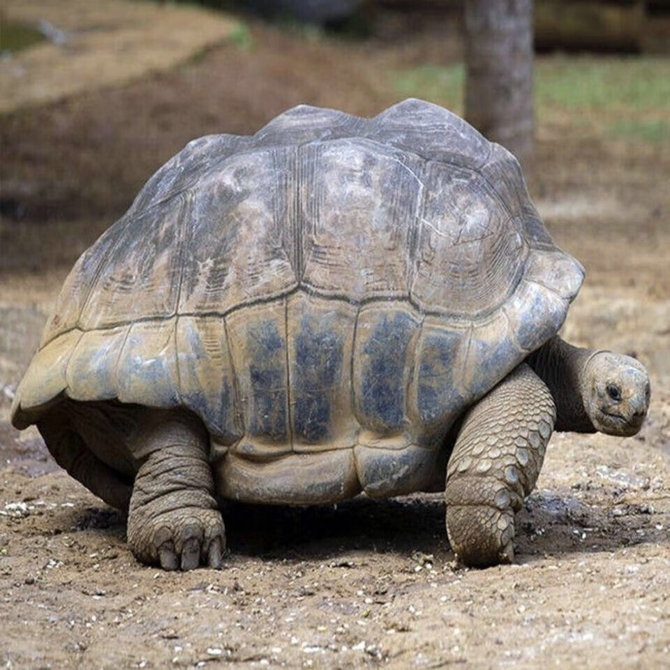 陆地巨型吃菜龟活体宠物小乌龟特大下蛋龟生蛋龟乌龟蛋食用煲汤龟 一