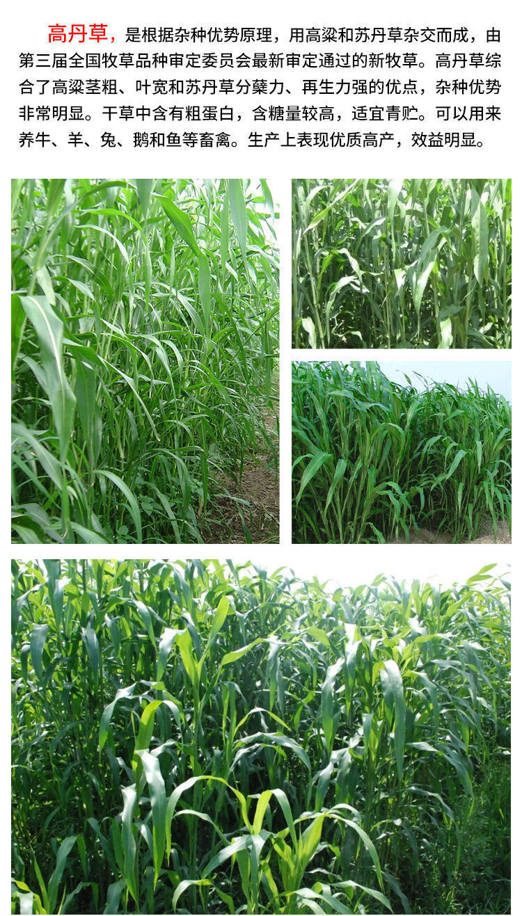进口牧草高丹王草种子高丹草草种籽养殖猪牛羊草鸡鸭鹅鱼草种籽子农民
