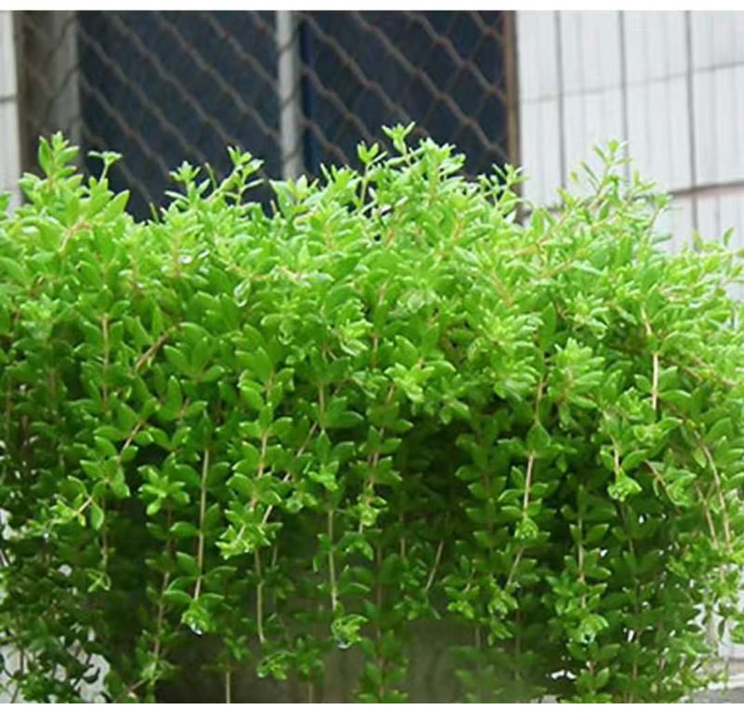 垂盆草相似植物图片图片