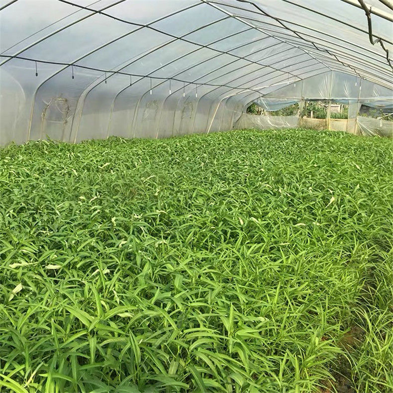 【现摘现发】广西博白特产新鲜空心菜空心菜菜标水蕹菜新鲜蔬菜5斤/10