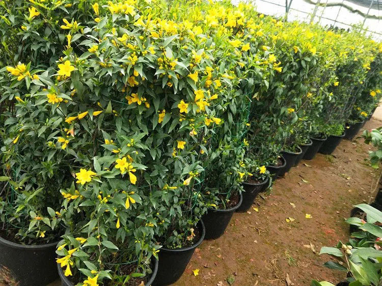 轻奢芊阙法国香水茉莉花期带花黄花茉莉常绿爬藤万里飘香藤多季开花带