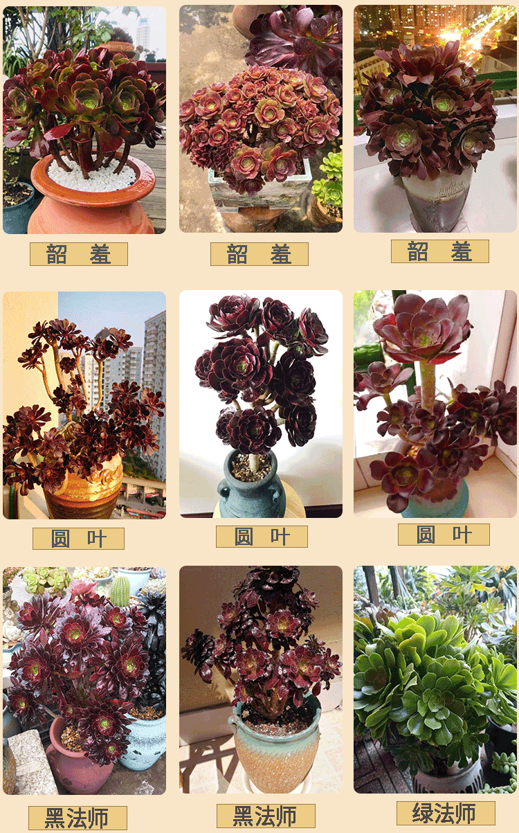 麦桑荷多肉法师系列玫瑰欧紫韶羞黑法师多肉植物老桩大株巨型多头超大