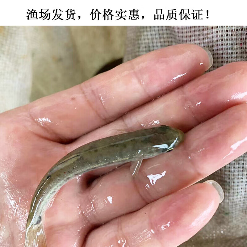 冷水鱼 裂腹鱼 细鳞鱼 阴河洋鱼苗 食用鱼苗 淡水鱼苗批发稻田鱼 有她