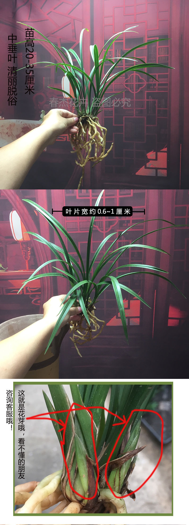 细叶寒兰国画之美兰花苗寒妃开花浓香冬季带花苞室内花卉绿植盆栽寒妃