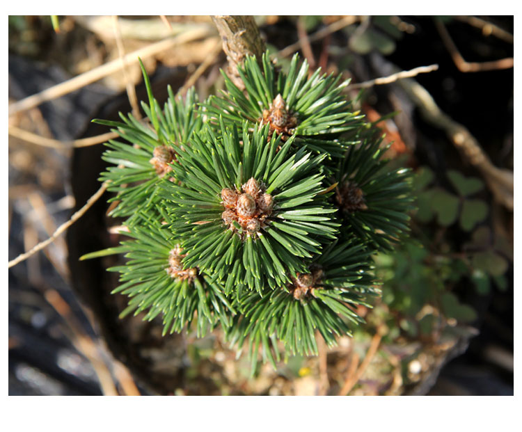 黑松 千寿丸小苗 寿松盆景素材 千寿丸松树大芽嫁接 两年千寿丸 70 含