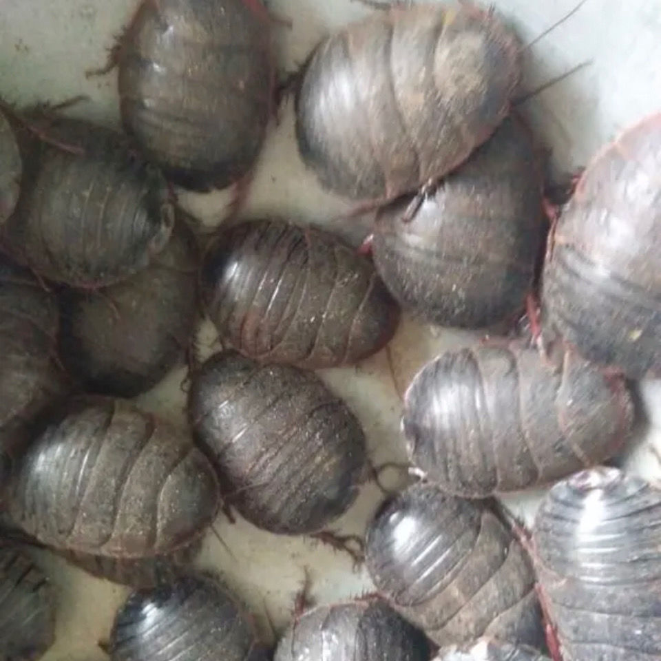 沂蒙山野生活土元活体土元干品土鳖地鳖虫土鳖子野生活体500g 野生活