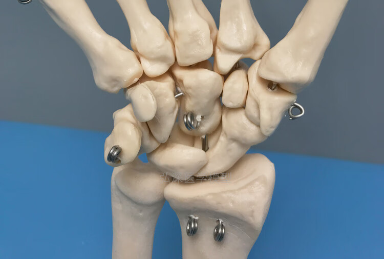 人体手骨模型手腕关节手部解剖手掌骨骼结构韧带活动医学教学模具