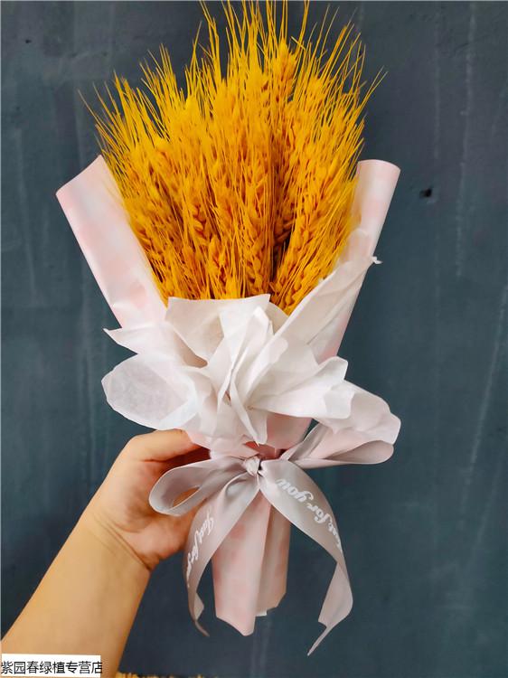 园艺天然麦穗干花迷你花束 运动会手捧花大麦伴手礼 开业礼物拍摄道具