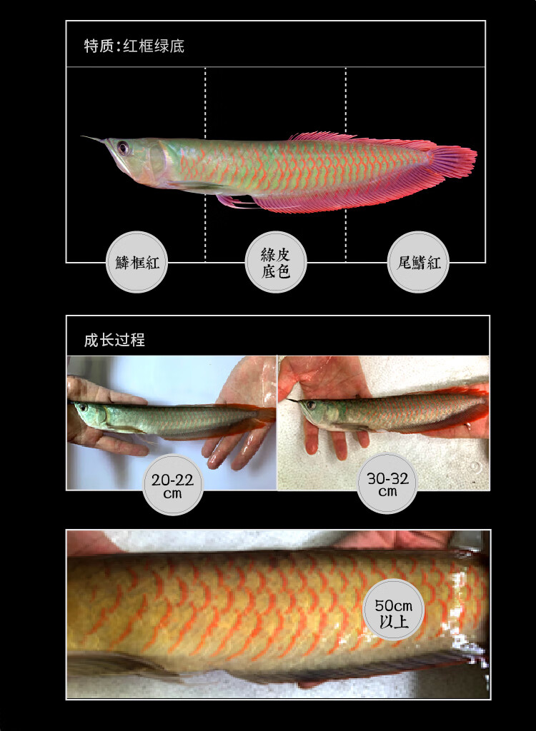 银龙鱼活体七彩龙鱼苗热带淡水观赏鱼中大小型鱼红龙鱼金龙鱼 招黄化