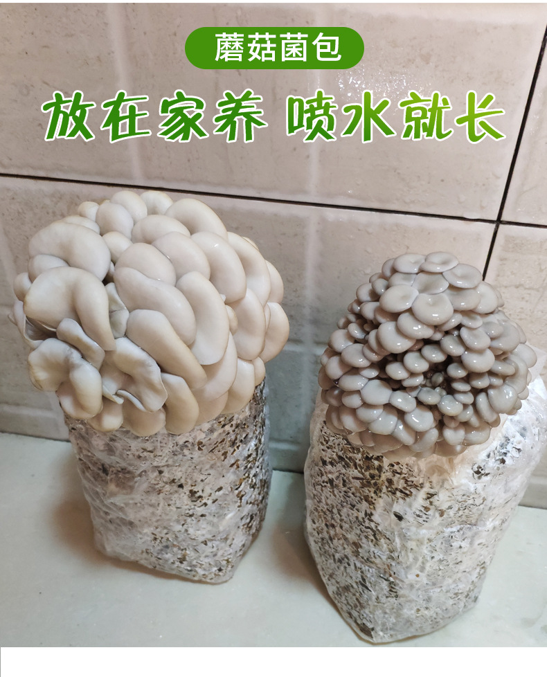 批发食用蘑菇种植包家庭种植蘑菇菌包大包食用菌菌种平菇菌种包白姬菇