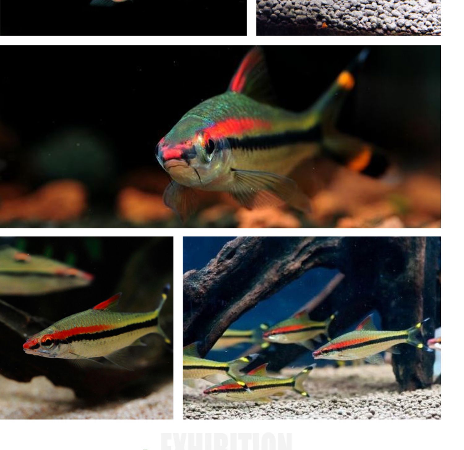 一眉道人野生一眉道人红眉道人鱼草缸鱼热带鱼观赏鱼活体鱼34cm一眉