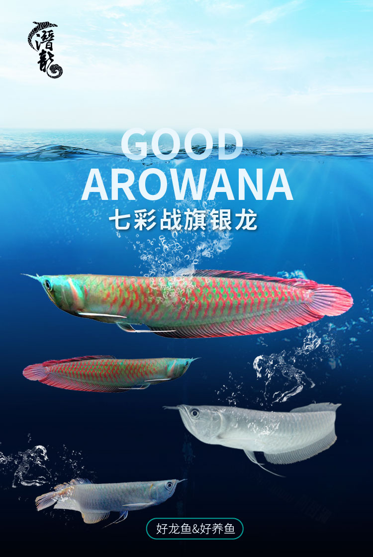 荣郁七彩银龙鱼活体风水鱼观赏鱼热带淡水鱼招财鱼苗大中型鱼活鱼包活