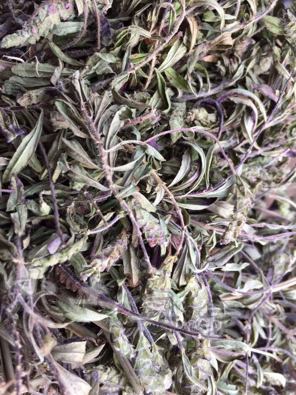 伟博花草茶云南特产茶叶小山茶东紫苏梭罗茶烧烤凉茶散装300g