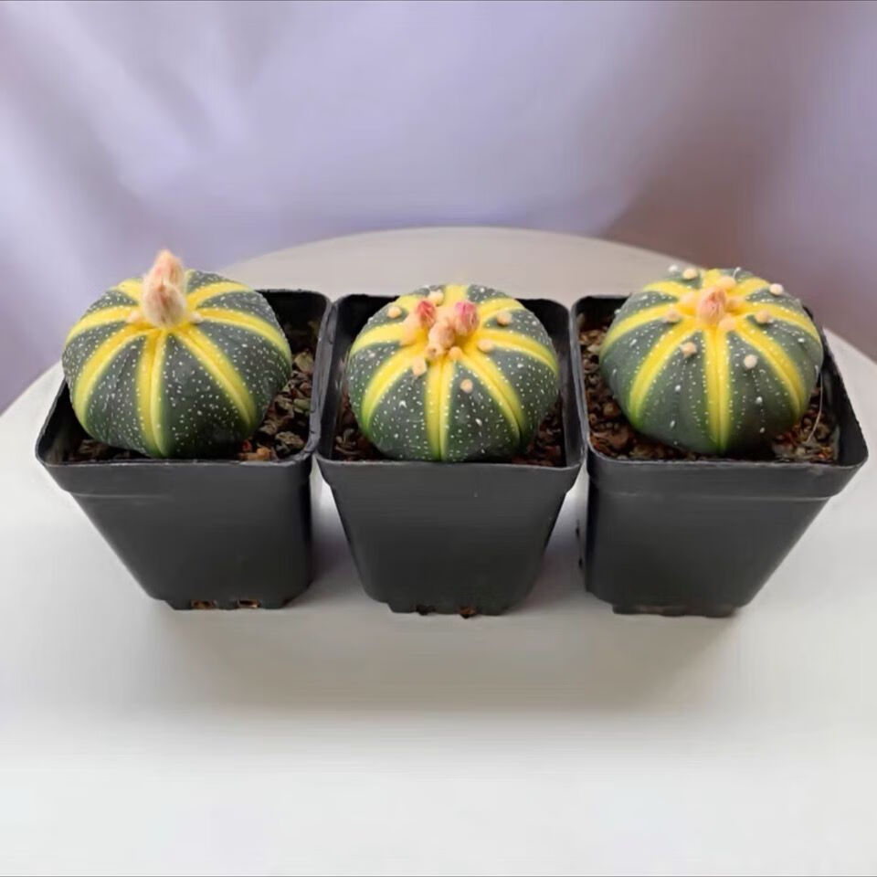 西瓜球星兜锦多肉植物盆栽开花无刺仙人球室内桃心防辐射经典绿植 星