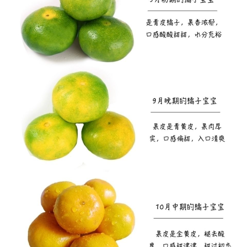 新鲜蜜/桔绿皮橘子青黄皮蜜/桔子甜橘子新鲜孕妇应季水果5斤,9斤装