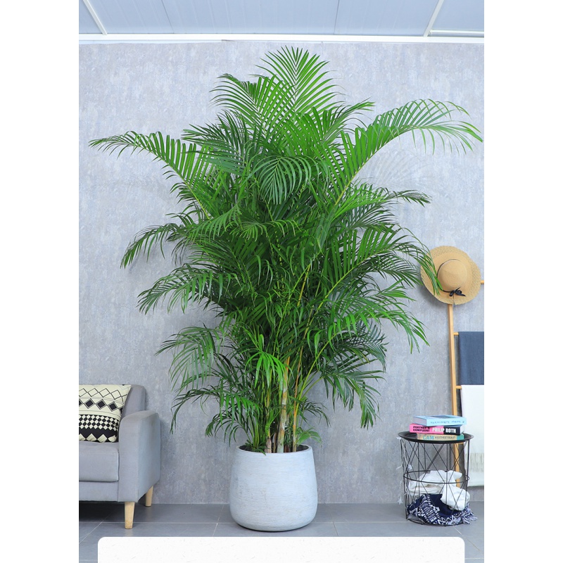 散尾葵盆栽 竹子凤尾竹 室内花卉绿植袖珍椰子大型盆栽 1.2~1.