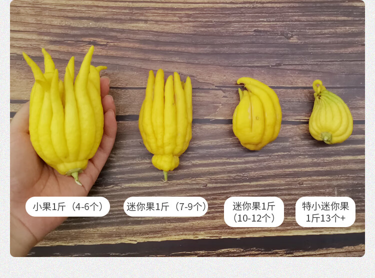 金華佛手鮮果佛手柑香櫞觀賞把玩小佛手食用青果長枝1015cm1枝中果