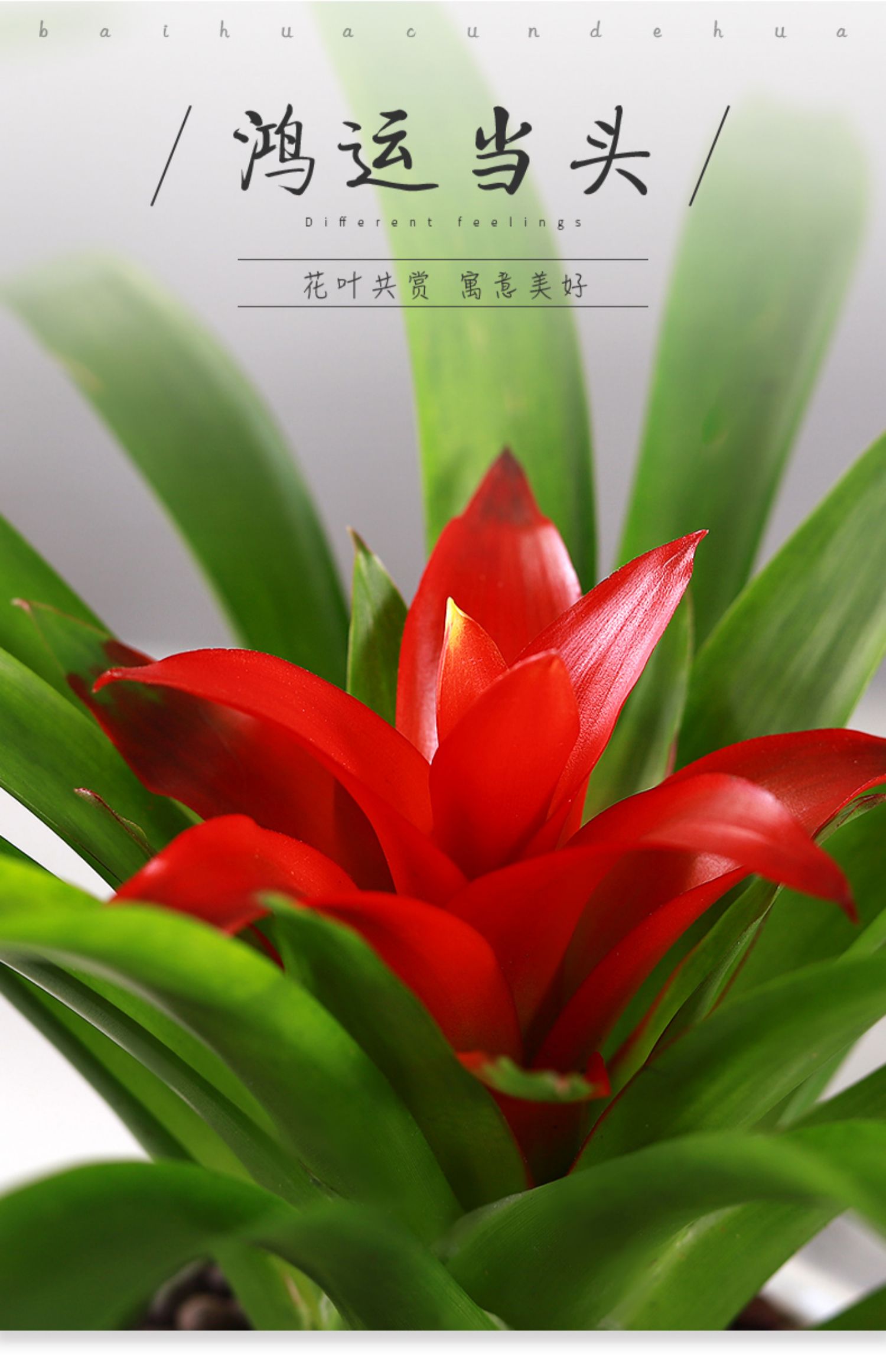 多瑙梦鸿运当头盆栽植物绿植室内红运凤梨花卉盆栽易活阳台室外四季好