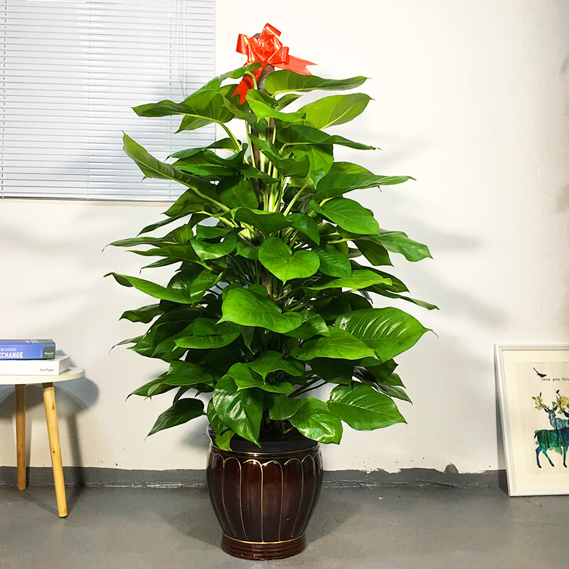 6-1.8米黑螺纹绿萝柱 超大绿萝 含盆【图片 价格 品牌 报价】-京东