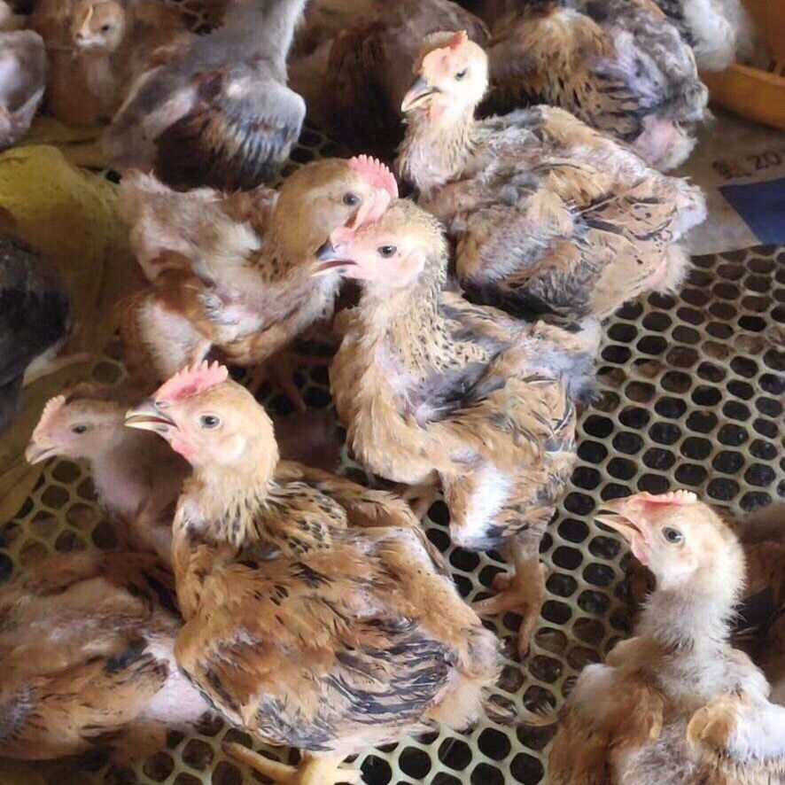 顺丰发货脱温鸡活苗大种肉鸡k9线鸡阉鸡活体九斤红大公鸡黑鸡麻鸡土鸡