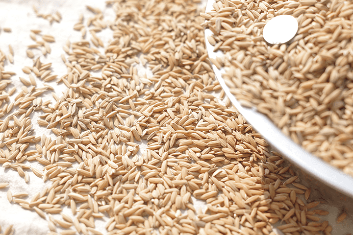 农家鸡鸭食稻谷喂鸡谷子带壳水稻鸟食鸽饲料鸡稻子粮食仓鼠粮稻谷20斤