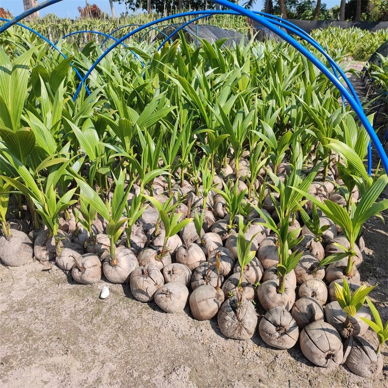 海南椰子苗绿植泰国矮种黄金椰红椰香水椰发芽带皮带壳青绿椰盆栽