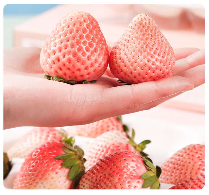 青樱红荔粉玉白草莓新鲜礼盒装非红颜淡雪大牛奶油丹东99顺丰速运700g