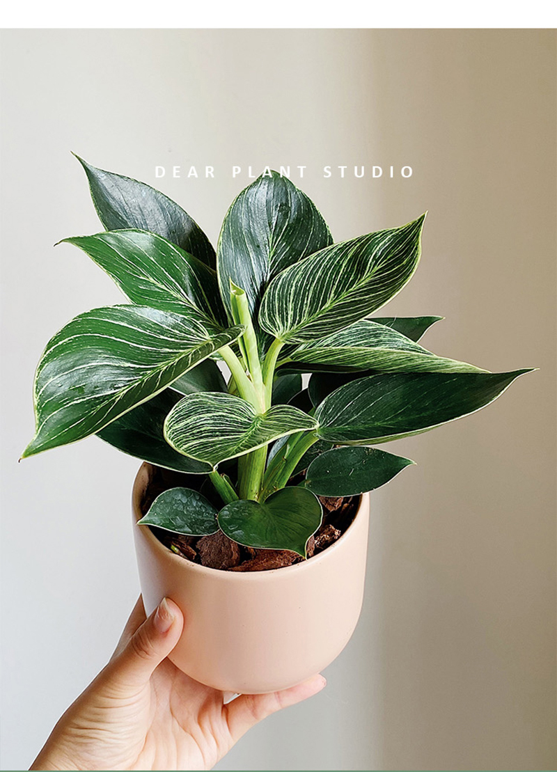 树上花开蔓绿绒铂金钻餐桌面办公室内盆栽北欧风懒人好养常绿 铂金钻