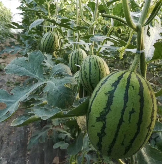 北京大兴庞各庄西瓜l600新鲜水果产地直发夏日解渴顺丰67斤