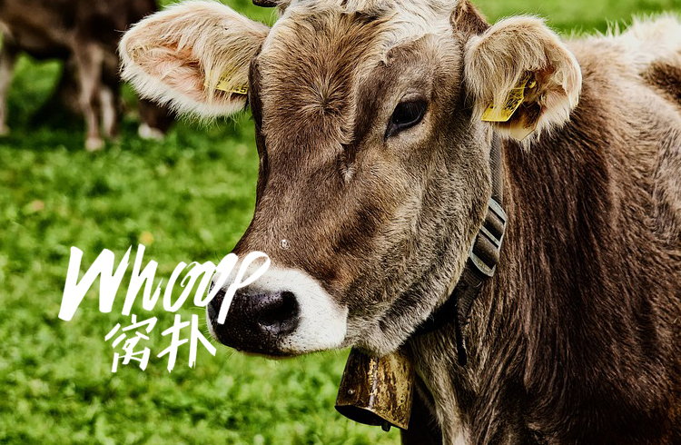 whoop窝扑冻干狗粮牛肉鸡肉全期无谷天然犬粮鸭肉梨15kg