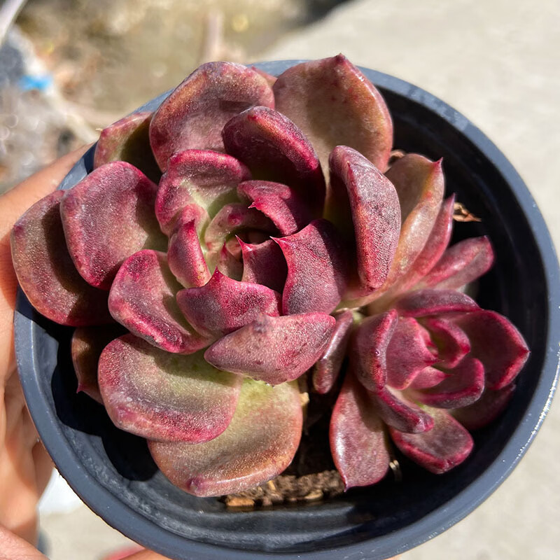 大棵大株超大园艺清棚贵货多肉 大单头小浣熊8-9cm(种好发货)【图片