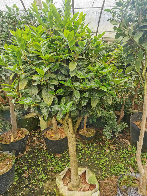 麦桑荷正宗防城金花茶毛瓣金花茶稀有名贵品种茶花盆栽树苗带花苞腊皮