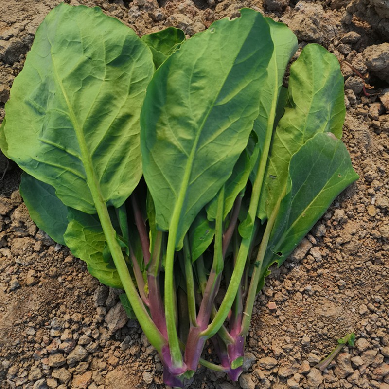 揭美黄花芥兰筷种子芥蓝种子香菇粗条中花港种蔬菜种子大笋迟花粗条