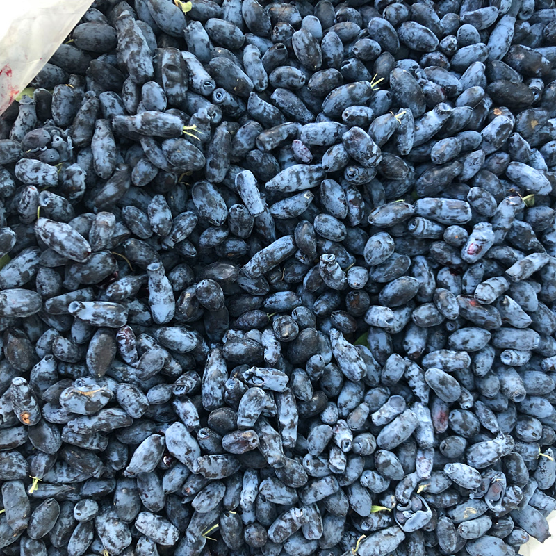 长白山蓝靛果新鲜速冻山茄子黑瞎子羊奶子果6斤