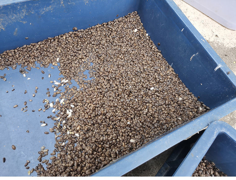 伟博现货杜比亚蟑螂活体饲料活虫蝎子鬃狮蜥蜴龙鱼守宫蜘蛛乌龟画眉鸟