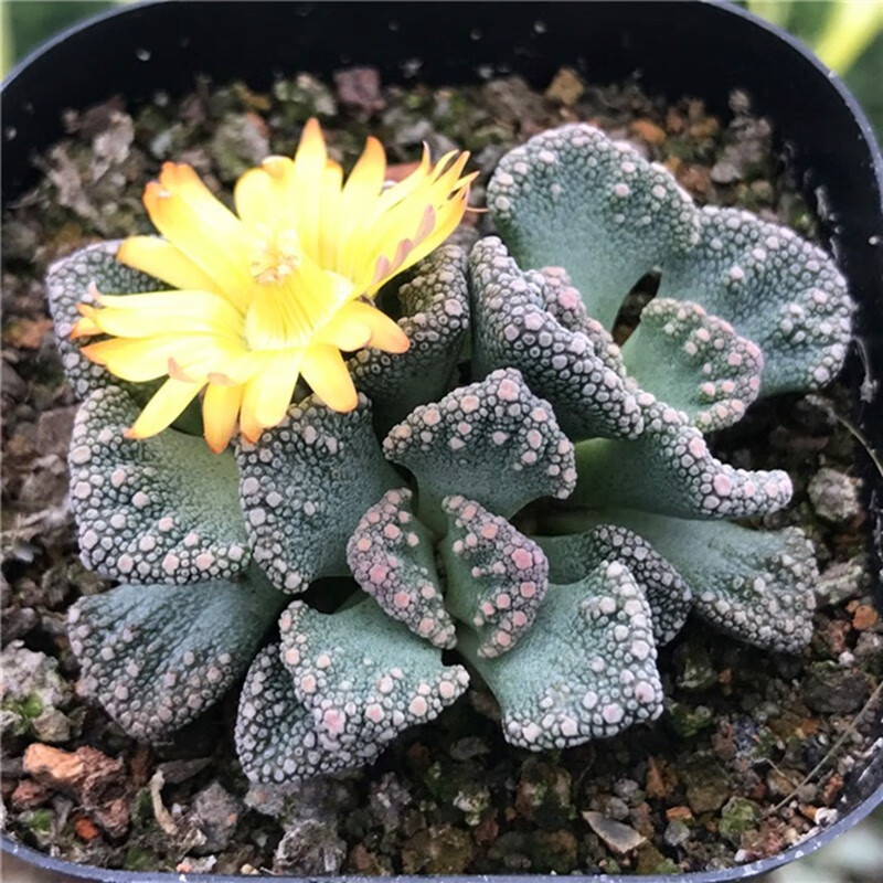 红怒涛丑八怪多肉植物盆栽银边四海波室内好养稀有天女唐扇老桩 红