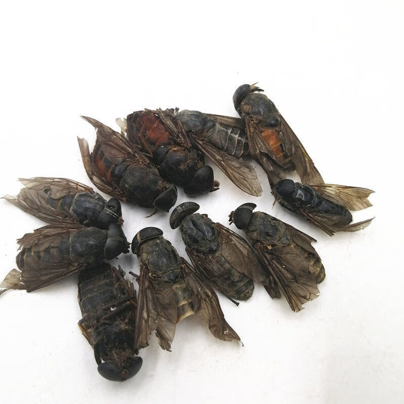 伟博虻虫 中药材牛苍蝇牛虻 牛牤虫 牛氓虫 打牛虻虫粉牛蚊子10克