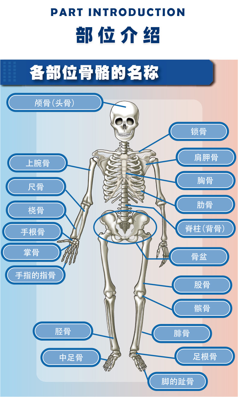 生物医学仿真人体骨骼结构diy可拆卸骨架模型小型可动骷髅中小学生