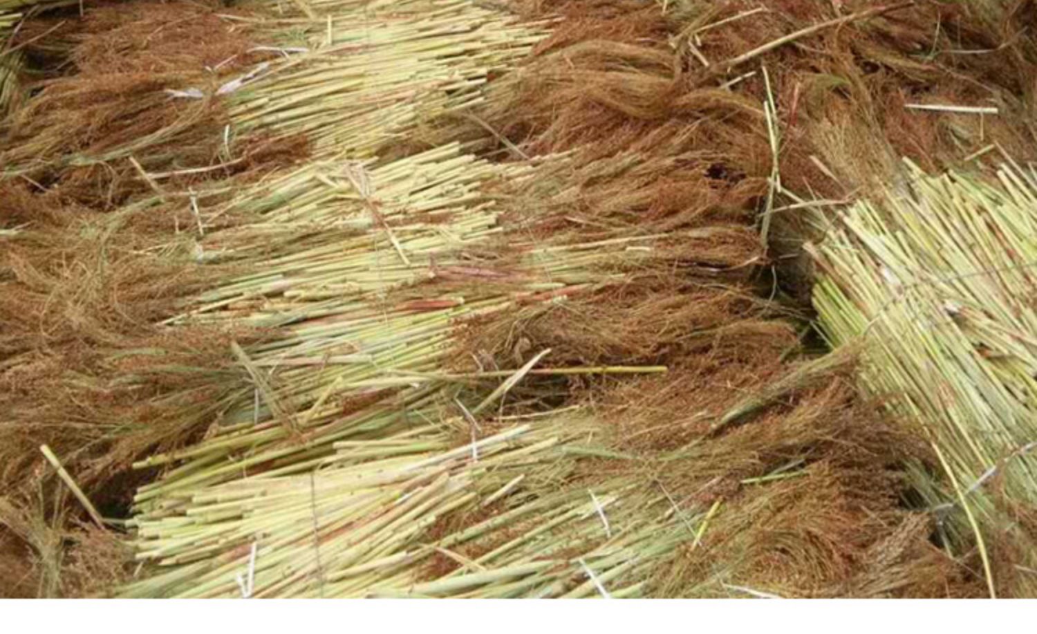 扫把家用纯手工红高粱做的小扫把单位学校加厚扫地扫帚苗 12号升级款