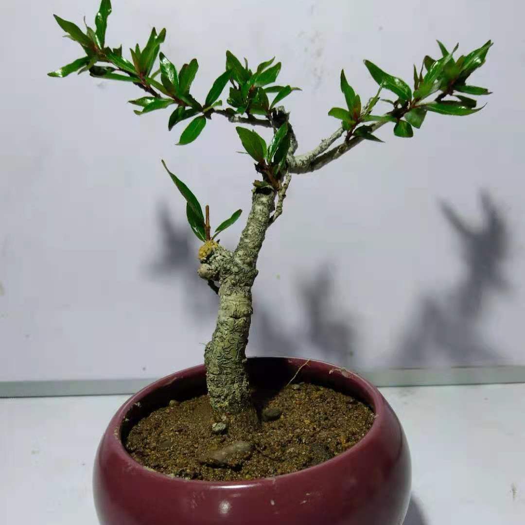 全场水杨梅盆景细水团水培河沙栽种 桩型随机(圆盆颜色随机)盆口8cm