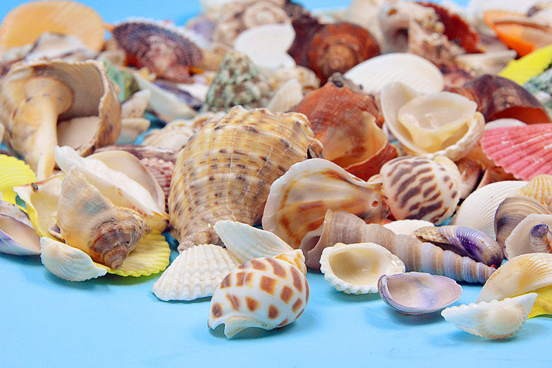 海螺幼儿园手工diy景观螺鱼缸造景装饰品装扮材料500g仙女螺260个左右