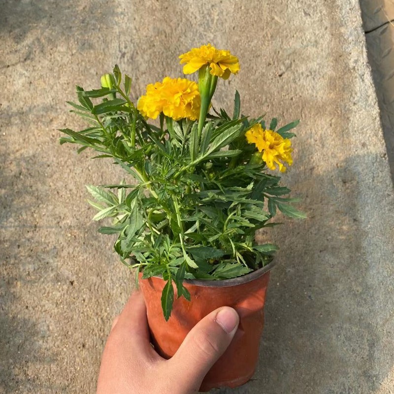 孔雀草矮生重瓣万寿菊带花庭院易活易种花卉盆栽四季开花植物孔雀草