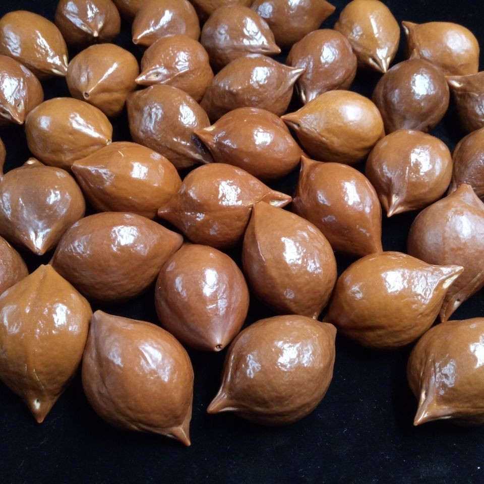 橄榄核原籽印尼橄榄核雕大籽大核原料原籽素核素珠已去皮抛光sn3692